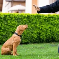 مربی خانم سگ های آپارتمانی در مشهد