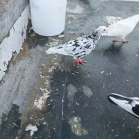 کبوتر معاوضه با هر چیزی سهره خاکی|پرنده|قرچک, زیبا شهر|دیوار