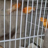 قناری نر و‌‌ ماده آماده|پرنده|تهران, مینای جنوبی|دیوار
