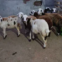 7راس توقلی ماده زیر قوچی پلنگی