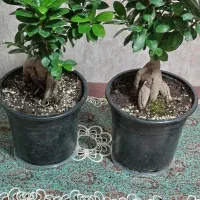 بنسای  مناسب خاص پسندا