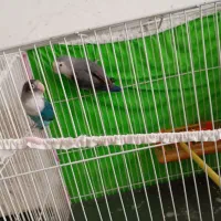 طوطی کوتوله|پرنده|مشهد, شترک|دیوار