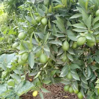 نهال لیموترش لایم کوات