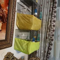 قناری نر قرص|پرنده|ری, حمزهآباد|دیوار