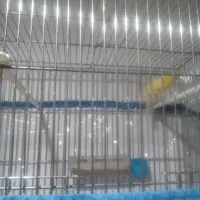 قناری|پرنده|سبزوار, قصبه شرقی|دیوار