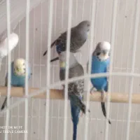 مرغ عشق|پرنده|نوشهر, |دیوار