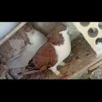 خوشرنگ هفت‌رنگ شصتی