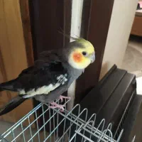 عروس هلندی سخنگو|پرنده|مهاجران, |دیوار