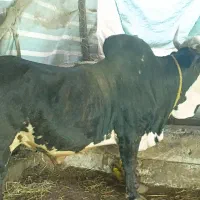 فروش گاو نر جنس