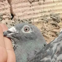 کفتر جان اردن مسافتی جانسون پلاکی نرماده قره چاپی