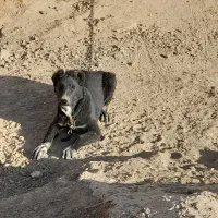 سگ لاسه بدرد بخور