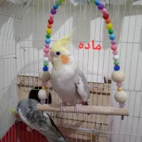 عروس هلندی نر و ماده جفت|پرنده|محمدشهر, ولدآباد|دیوار