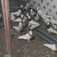 خانه طوقی کرج،انواع کبوتران طوقی کاکلی