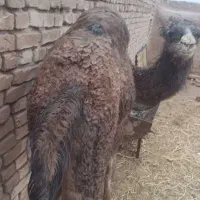 دو  هاشی نر  یک ساله پرواری فروشی هست