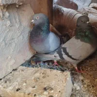 کفتر سبز پاکستانی