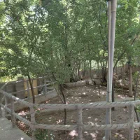 باغبانی وتمیز کاری باغات|خدمات باغبانی و درختکاری|یزد, |دیوار