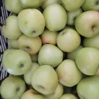 سیب لبنانی درجه یک سامان