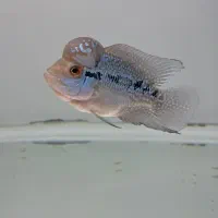 ماهی  جوجه فلاور رد دراگون ۲ بندی