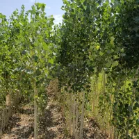 نهال صنوبر و کبوده یک سال تا پنج سال|خدمات باغبانی و درختکاری|سنندج, |دیوار