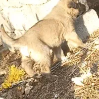 دو تا توله های ناب ،ناب