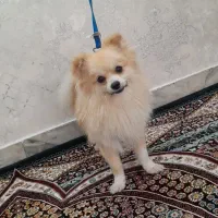 سگ پامرنین عروسکی