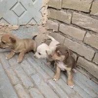 واگذاری سگ
