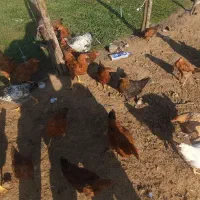 ۲۵ عدد خروس و ۱۰ عدد مرغ|حیوانات مزرعه|گوراب زرمیخ, |دیوار