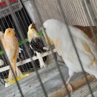 قناری همگی بخون ومست