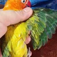 طوطی برزیلی یوینگ گلد ۳عدد ماده|پرنده|ری, دولت‌آباد|دیوار