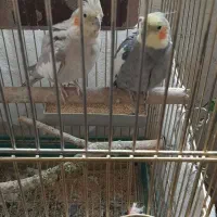 عروس هلندی جفت|پرنده|ری, ظهیرآباد|دیوار