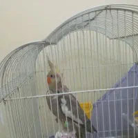 عروس هلندی ماده
