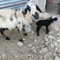 میش بره دار