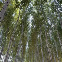 نهال صنوبر نیگرایارانه ای ۳ متری فقط ۱۵ هزار|گل و گیاه طبیعی|رشت, پارک شهر|دیوار