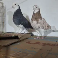 دو جفت کبوتر آس