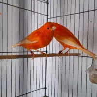 قناری رنگی 2025|پرنده|تهران, صادقیه|دیوار