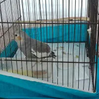 عروس هلندی دوماهه