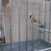 سهره نر|پرنده|مشهد, کارمندان دوم|دیوار