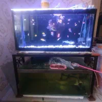 فروش|ماهی|سهند, |دیوار