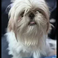 سگ‌ شتیزومالتیزعروسکی