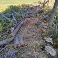 خرید و برش چوب تیلر زدن