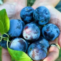 درخت های خوش قیمت