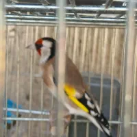 سهره بخون|پرنده|اسلام‌شهر, شهرک امام حسین (میان آباد)|دیوار