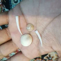 مهره اصل دریایی|کلکسیون اشیاء عتیقه|قم, کاسه گران|دیوار