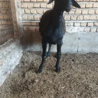 بره نر