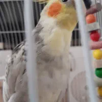 عروس هلندی|پرنده|ری, هاشم‌آباد|دیوار