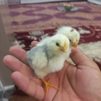 ۱۵عددجوجه گلین اصل