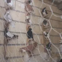 کفتر رنگی و جوان|پرنده|شیراز, گویم|دیوار