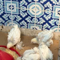 جوجه برهما ۱ ماهه ۴ عدد