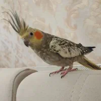 عروس هلندی