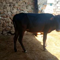 گاو و گوساله